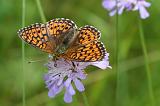 5886_Purperstreepparelmoervlinder - Triglav N.P. (Slowenie)